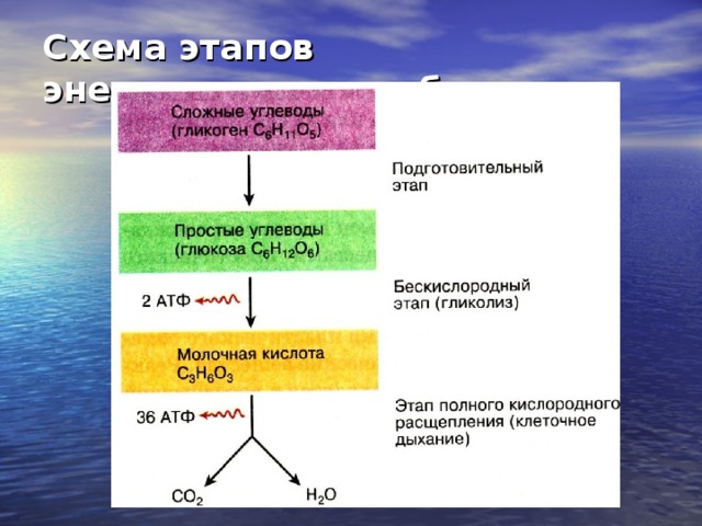 Энергетический обмен этапы схема