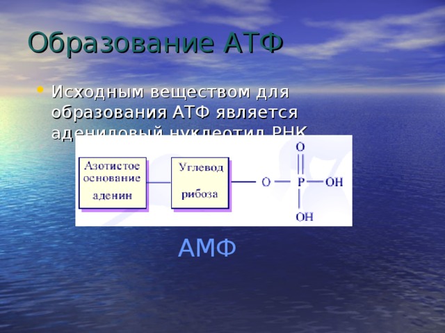 Использование энергии солнечного для синтеза атф. Образование молекулы АТФ. Схема образования АТФ. Образование АТФ из АДФ.