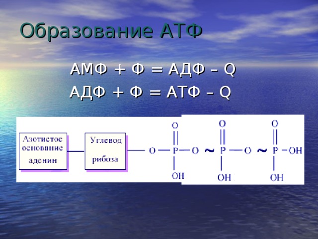 18 атф. Образование АДФ. Образование АТФ.