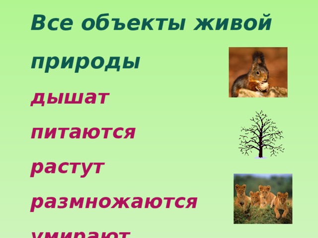 Живая и неживая природа