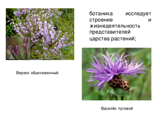  ботаника исследует строение и жизнедеятельность представителей царства растений;  Вереск обыкновенный Василёк луговой 
