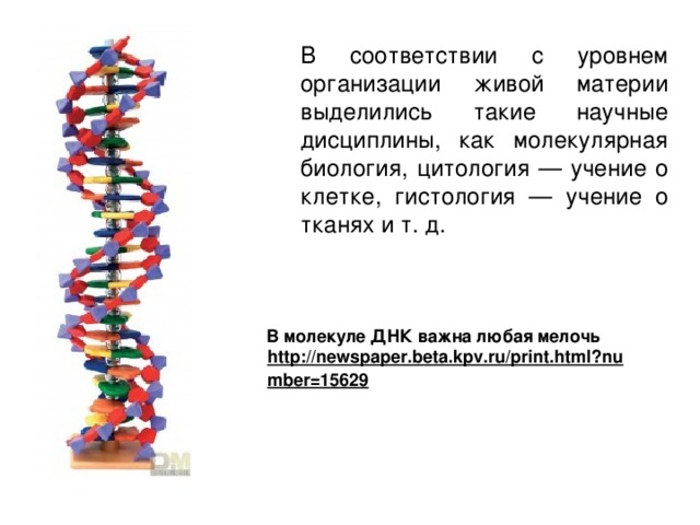  В соответствии с уровнем организации живой материи выделились такие научные дисциплины, как молекулярная биология, цитология — учение о клетке, гистология — учение о тканях и т. д. В молекуле ДНК важна любая мелочь http://newspaper.beta.kpv.ru/print.html?number=15629  http://newspaper.beta.kpv.ru/print.html?number=15629  