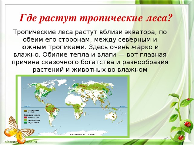 Где росла. Где растут тропические леса. Тропические леса местоположение. Доклад про тропический лес. Где расположены тропические леса на карте.