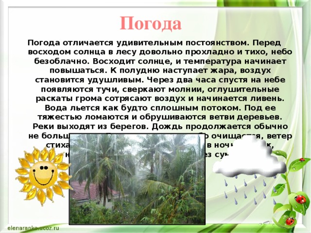 Погода Погода отличается удивительным постоянством. Перед восходом солнца в лесу довольно прохладно и тихо, небо безоблачно. Восходит солнце, и температура начинает повышаться. К полудню наступает жара, воздух становится удушливым. Через два часа спустя на небе появляются тучи, сверкают молнии, оглушительные раскаты грома сотрясают воздух и начинается ливень. Вода льется как будто сплошным потоком. Под ее тяжестью ломаются и обрушиваются ветви деревьев. Реки выходят из берегов. Дождь продолжается обычно не больше часа. До заката солнца небо очищается, ветер стихает, и вскоре лес погружается в ночной мрак, наступающий быстро, почти без сумерек.  