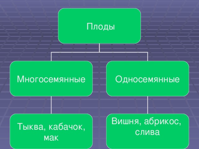 Плоды Многосемянные Односемянные Тыква, кабачок, мак Вишня, абрикос, слива 