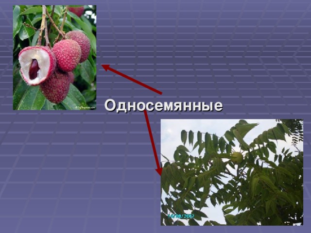 Односемянные 