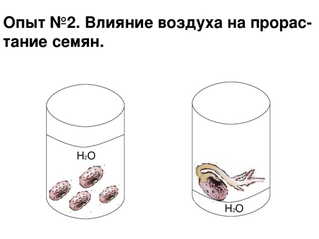 Опыт № 2 . Влияние воздуха на прорас-  тание семян. H 2 O H 2 O 