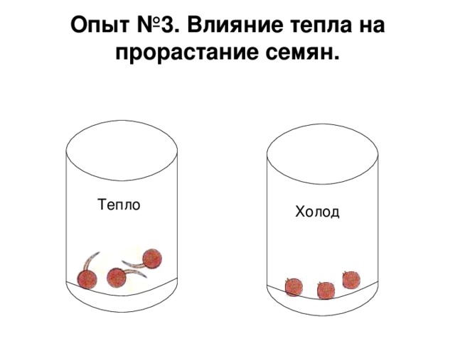 Опыт № 3 . Влияние тепла на прорастание семян. Тепло Холод 