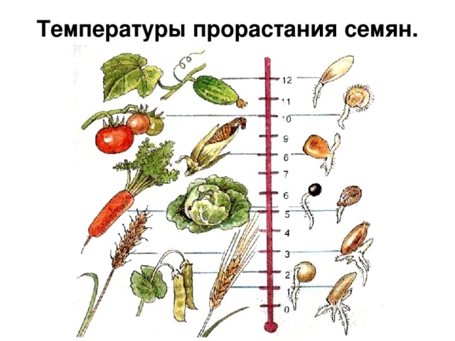 Температуры прорастания семян. 