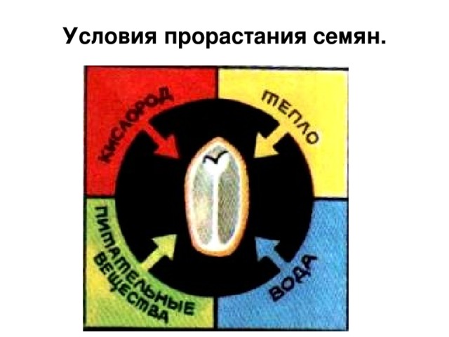 Условия прорастания семян. 
