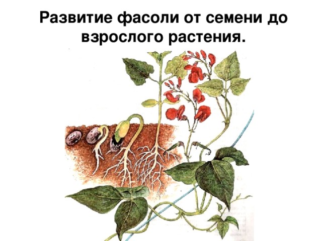 Развитие фасоли от семени до взрослого растения. 
