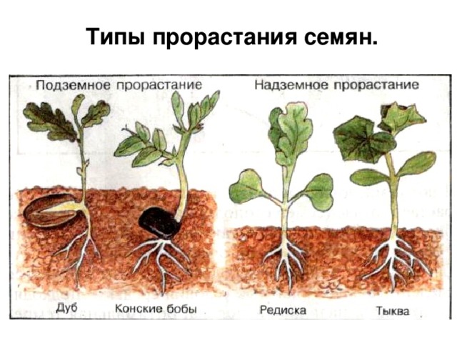 Типы прорастания семян. 
