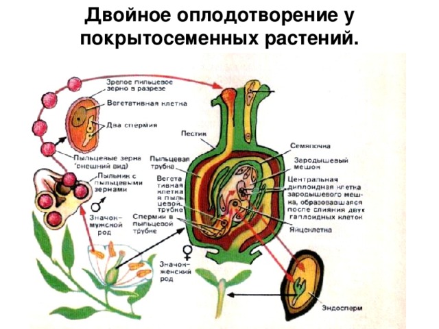 Двойное оплодотворение у покрытосеменных растений. 