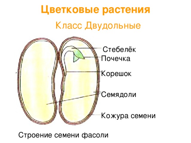 Цветковые растения  Класс Двудольные  Стебелёк  Почечка  Корешок  Семядоли  Кожура семени  Строение семени фасоли 