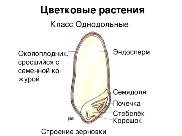 Цветковые растения Класс Однодольные Эндосперм Околоплодник, сросшийся с семенной ко-  журой   Семядоля Почечка Стебелёк Корешок Строение зерновки пшеницы 
