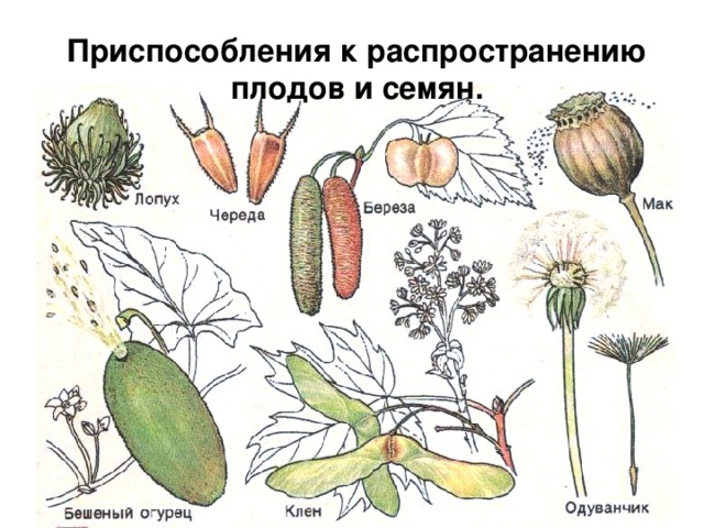 Приспособления к распространению плодов и семян. 