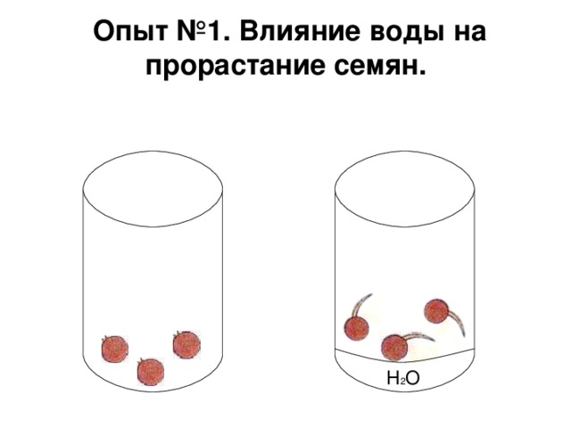Опыт №1. Влияние воды на прорастание семян. H 2 O 