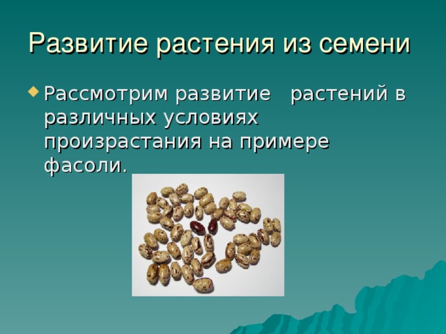 Проект развитие растения из семени Влияние среды на развитие растения из семени