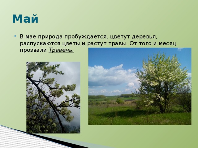 Месяцы живой природы. Изменения в природе в мае. Месяц май изменения в природе. Изменения в живой природе в мае. Сезонные изменения в мае.