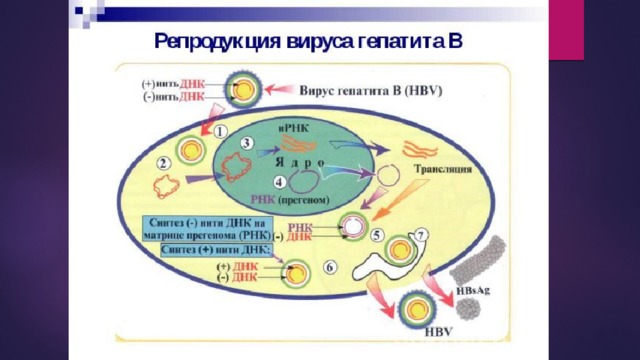 Презентация профилактика гепатита в