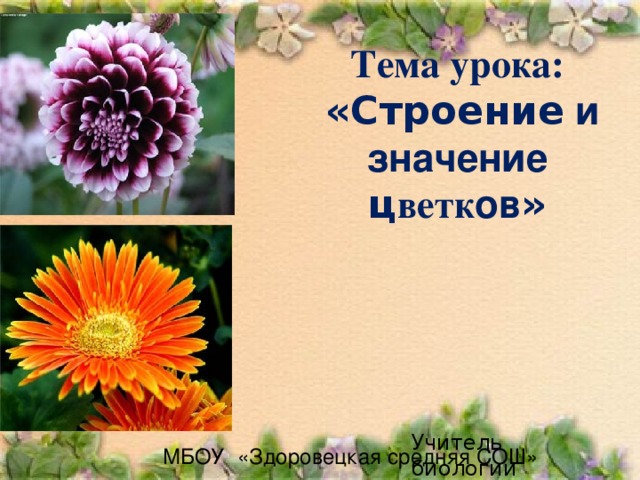 Тема урока:  «Строение и значение ц ветк ов » Учитель биологии высшей квалификационной категории Добродеева М.Л МБОУ «Здоровецкая средняя СОШ» 
