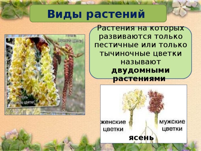 Виды растений Растения на которых развиваются только пестичные или только тычиночные цветки называют двудомными растениями  ясень 
