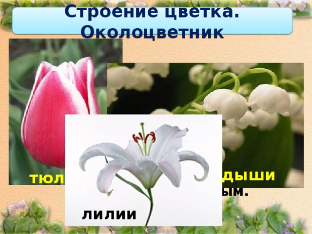 Строение цветка. Околоцветник Если околоцветник состоит только из чашечки, то такой околоцветник называют простым.  ландыши тюльпан лилии 