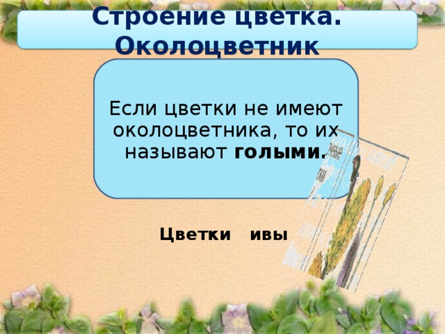 Строение цветка. Околоцветник Если цветки не имеют околоцветника, то их называют голыми. Цветки ивы 