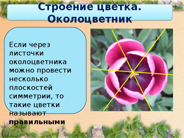 Строение цветка. Околоцветник Если через листочки околоцветника можно провести несколько плоскостей симметрии, то такие цветки называют правильными  