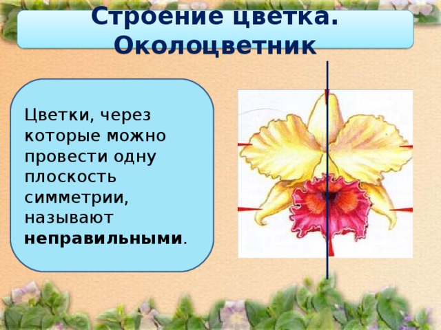 Строение цветка. Околоцветник Цветки, через которые можно провести одну плоскость симметрии, называют неправильными . 