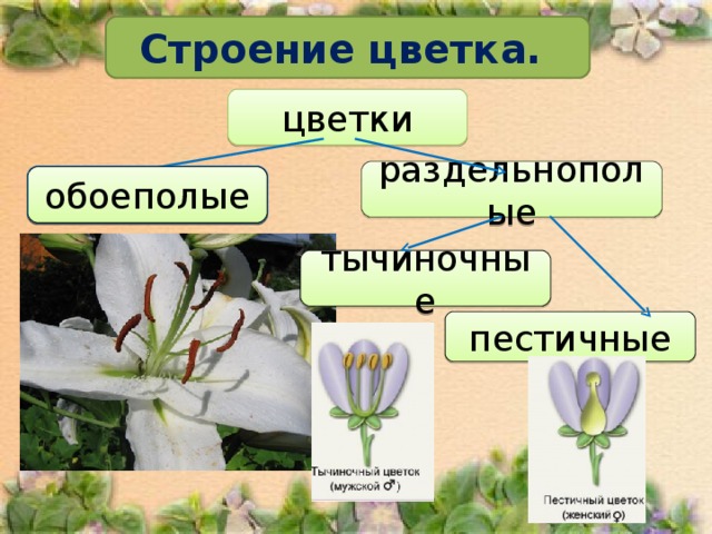 Строение цветка. цветки раздельнополые обоеполые обоеполые тычиночные пестичные 