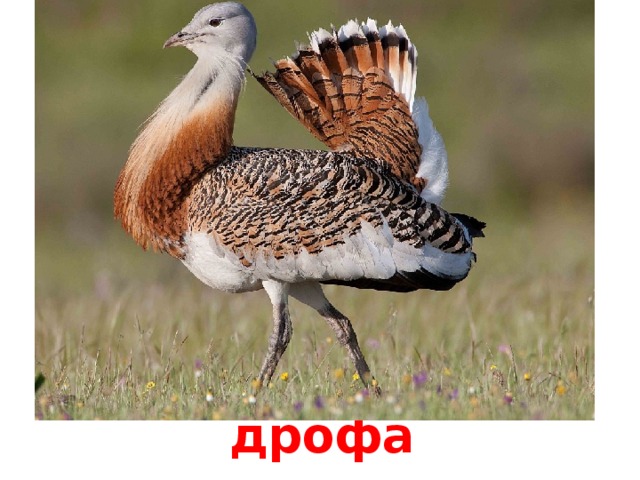 дрофа 