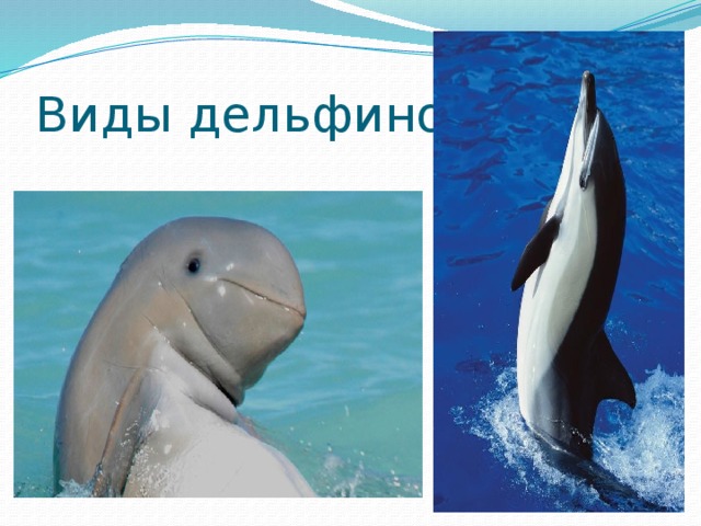 Виды дельфинов 