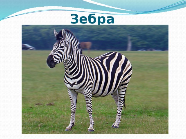 Зебра 