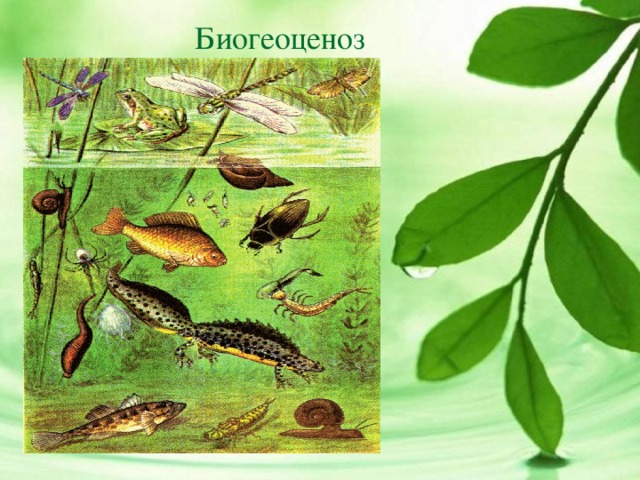 Биогеоценоз картинки для презентации