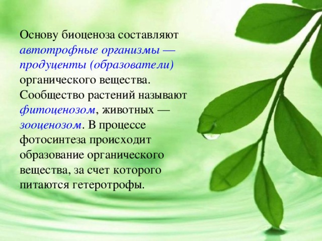 Основу биоценоза составляют автотрофные организмы — продуценты (образователи) органического вещества. Сообщество растений называют фитоценозом , животных — зооценозом . В процессе фотосинтеза происходит образование органического вещества, за счет которого питаются гетеротрофы. 