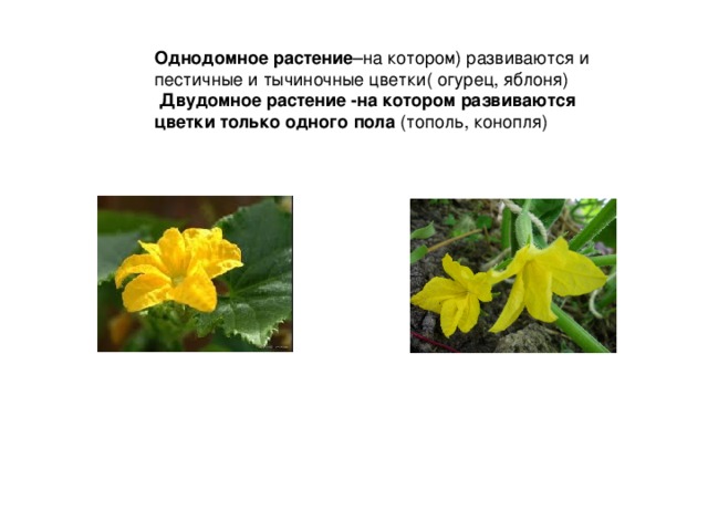 Однодомное растение  Двудомное растение -на котором развиваются цветки только одного пола     