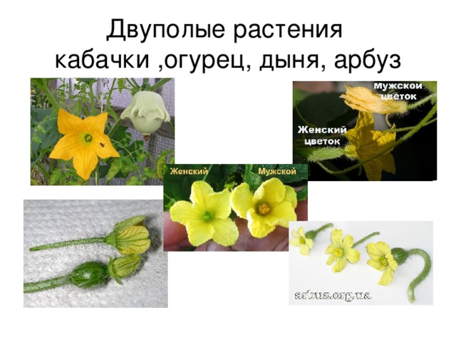 Женские и мужские цветки огурца фото