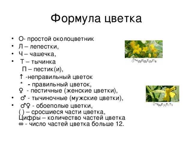 10 формула цветка. Обозначение формулы цветка биология 6 класс. Формула цветка 6 класс биология. Как составляется формула цветка. Как составить формулу цветка.