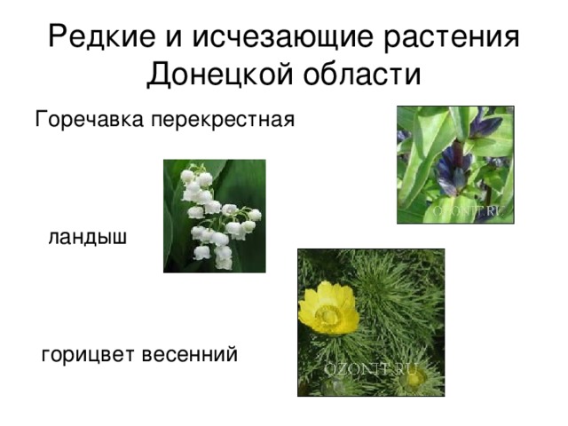 Редкие и исчезающие растения Донецкой области Горечавка перекрестная  ландыш  горицвет весенний 