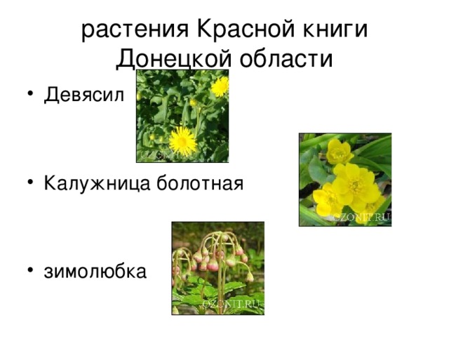  растения Красной книги Донецкой области Девясил   Калужница болотная зимолюбка 