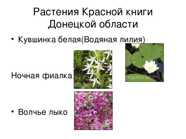 Растения Красной книги Донецкой области 