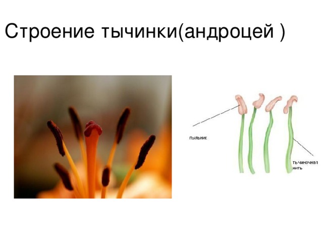 Тычинка сколько. Андроцей строение тычинки. Строение тычинки и типы андроцея. Андроцей и гинецей. Андроцей гороха.