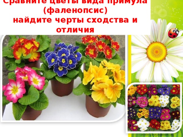 Сравните цветы вида примула (фаленопсис) найдите черты сходства и отличия 