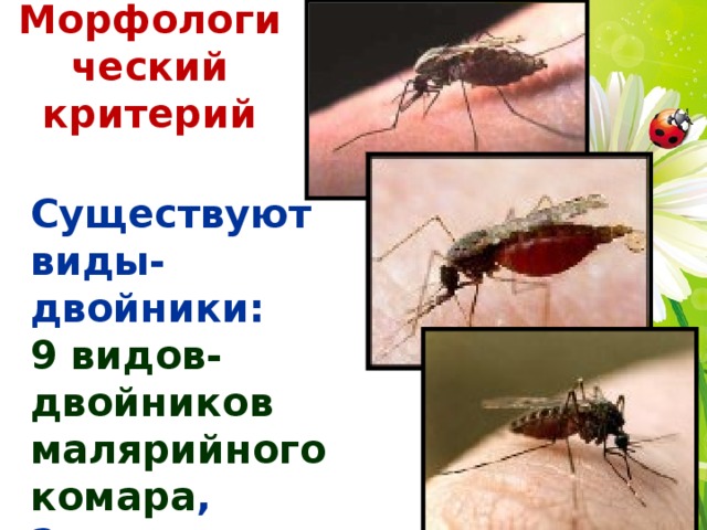 Морфологический критерий Существуют виды-двойники: 9 видов-двойников малярийного комара , 2 вида-двойника черных крыс. 