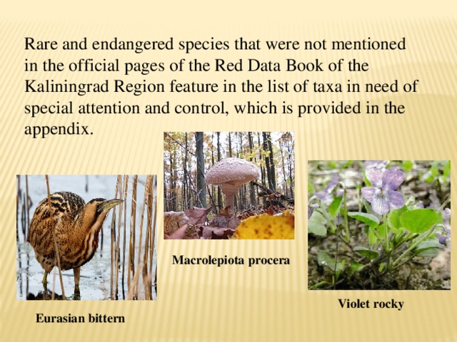 Rare and endangered species that were not mentioned in the official pages of the Red Data Book of the Kaliningrad Region feature in the list of taxa in need of special attention and control, which is provided in the appendix. Macrolepiota  procera Violet rocky Eurasian bittern