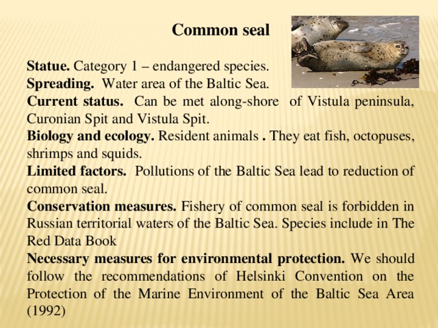 Common seal  Statue. Category 1 – endangered species. Spreading. Water area of the Baltic Sea. Current status. Can be met along-shore of Vistula peninsula, Curonian Spit and Vistula Spit. Biology and ecology. Resident animals . They eat fish, octopuses, shrimps and squids. Limited factors. Pollutions of the Baltic Sea lead to reduction of common seal. Conservation measures. Fishery of common seal is forbidden in Russian territorial waters of the Baltic Sea. Species include in The Red Data Book Necessary measures for environmental protection. We should follow the recommendations of Helsinki Convention on the Protection of the Marine Environment of the Baltic Sea Area (1992)