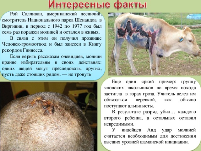 Рой Салливан, американский лесничий, смотритель Национального парка Шенандоа в Виргинии, в период с 1942 по 1977 год был семь раз поражен молнией и остался в живых. В связи с этим он получил прозвище Человек-громоотвод и был занесен в Книгу рекордов Гиннесса. Если верить рассказам очевидцев, молнии крайне избирательны в своих действиях: одних людей могут преследовать, других, пусть даже стоящих рядом, — не тронуть Еще один яркий пример: группу японских школьников во время похода застигла в горах гроза. Учитель велел им обвязаться веревкой, как обычно поступают альпинисты. В результате разряд убил… каждого второго ребенка, а остальных оставил невредимыми. У индейцев Анд удар молнией считается необходимым для достижения высших уровней шаманской инициации. 