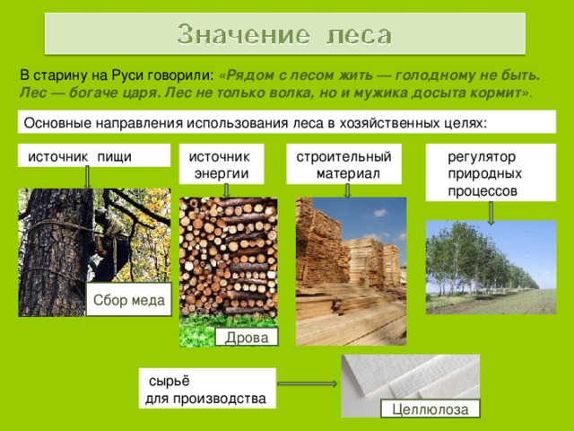 В старину на Руси говорили: «Рядом с лесом жить — голодному не быть. Лес — богаче царя. Лес не только волка, но и мужика досыта кормит» . Основные направления использования леса в хозяйственных целях:  строительный  материал  источник пищи  регулятор  природных  процессов  источник  энергии Сбор грибов Сбор ягод Сбор меда Охота Дрова  сырьё для производства Целлюлоза 