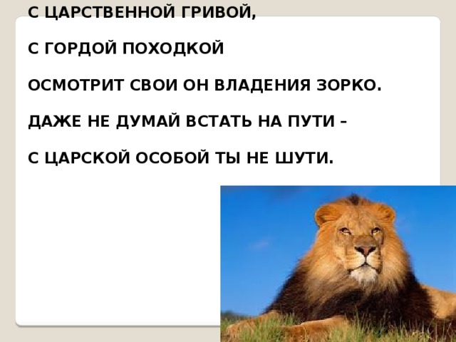 С ЦАРСТВЕННОЙ ГРИВОЙ, С ГОРДОЙ ПОХОДКОЙ ОСМОТРИТ СВОИ ОН ВЛАДЕНИЯ ЗОРКО. ДАЖЕ НЕ ДУМАЙ ВСТАТЬ НА ПУТИ – С ЦАРСКОЙ ОСОБОЙ ТЫ НЕ ШУТИ. 